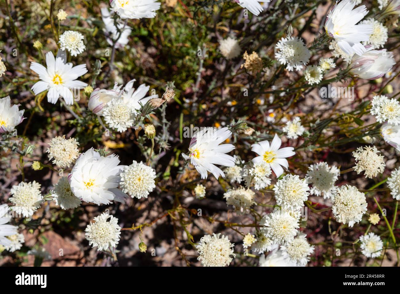 Spring wildflowers bloom in the desert, along the Oatman Highway, south of Oatman, Arizona,  USA on a beautiful spring day. Stock Photo