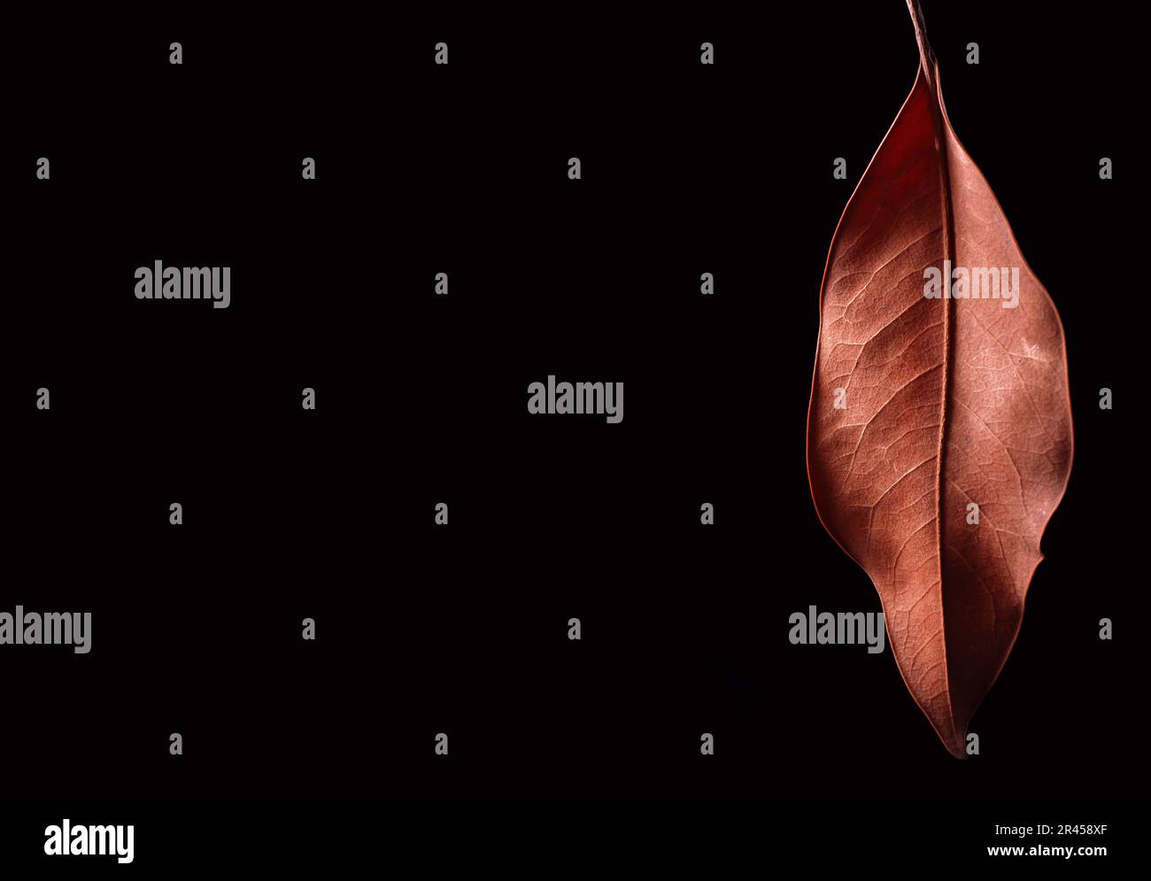 dry leaf on black background Stock Photo