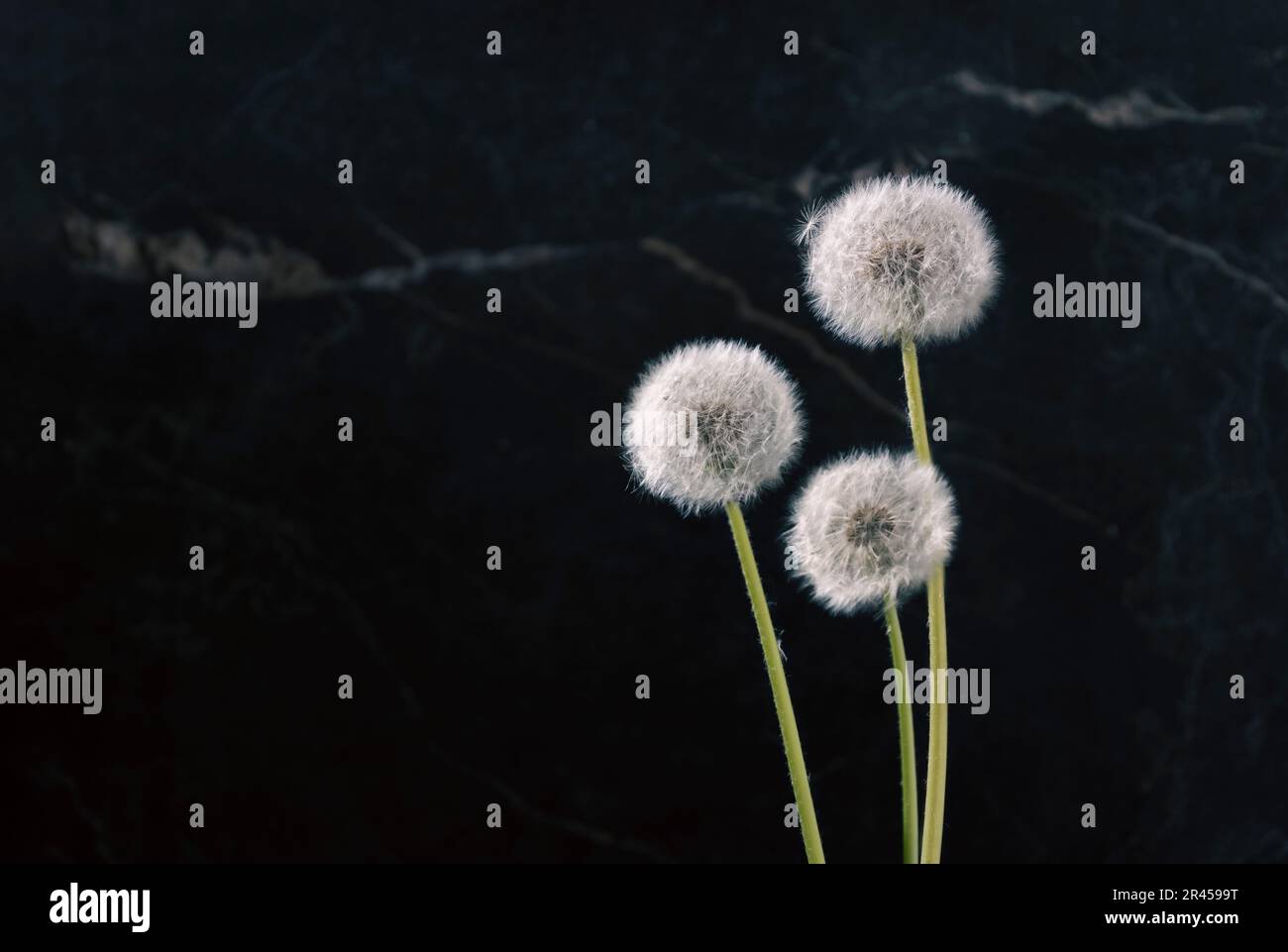Three fluffy dandelions on a dark marble background Stock Photo