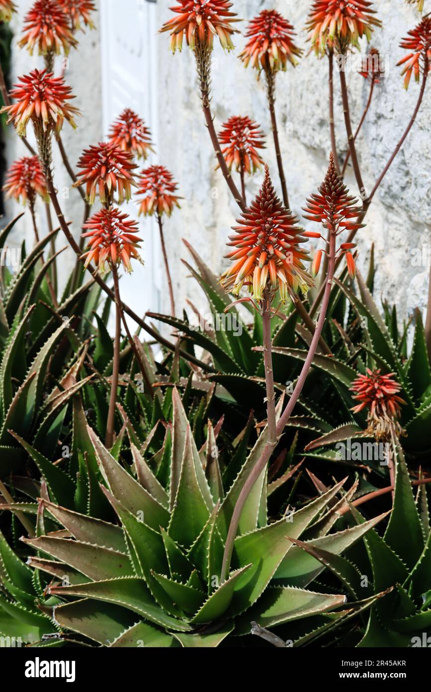 Aloe flower in its splendid color. Aloe Vera plant with red flowers
