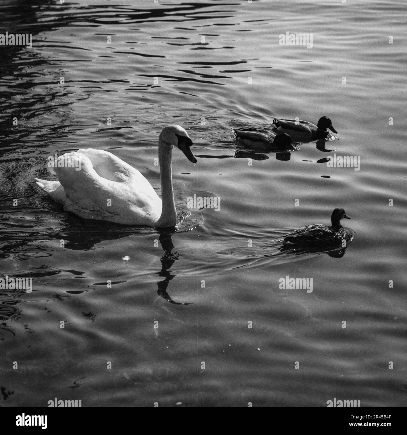 A black and white image of a swan gliding through a body of water with