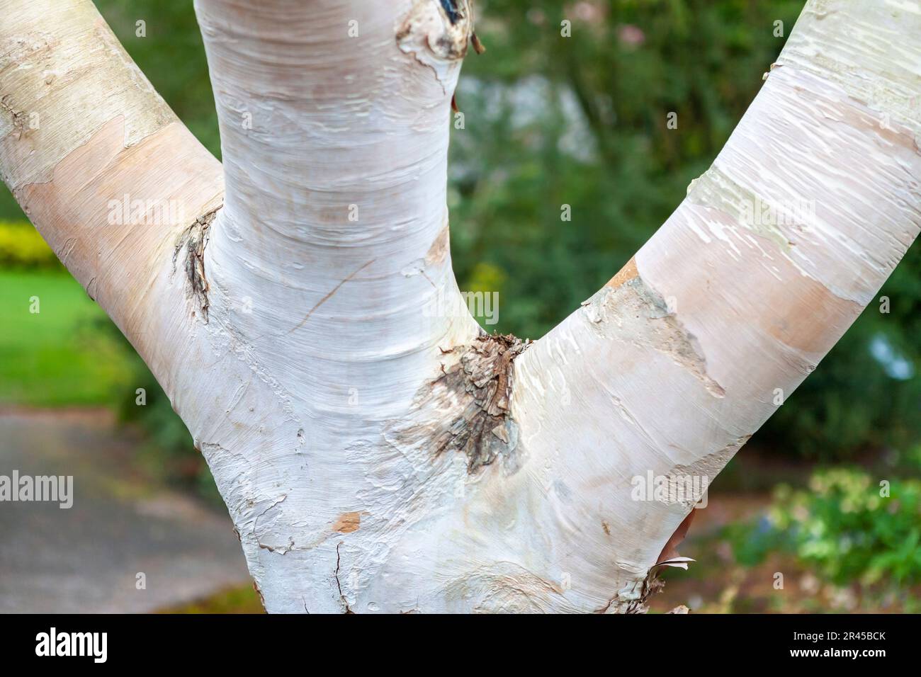 Close-up of a tree-trunk and lower branches: Himalayan birch (Betula utilis var. jacquemontii) in RHS Rosemoor, Devon, UK Stock Photo