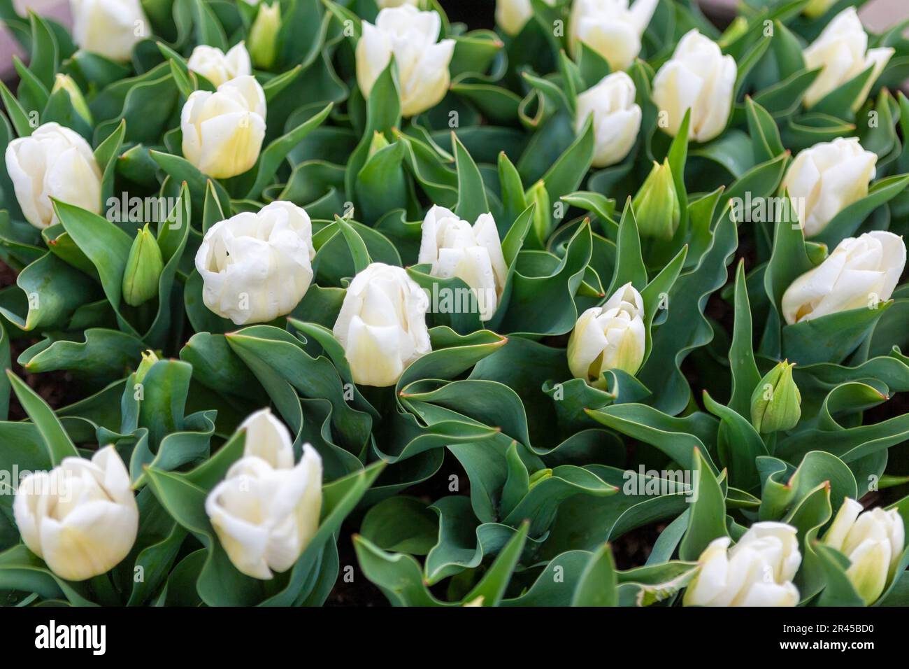 Close-up of white tulips (Tulipa 'Calgary') in RHS Rosemoor, Devon, UK Stock Photo