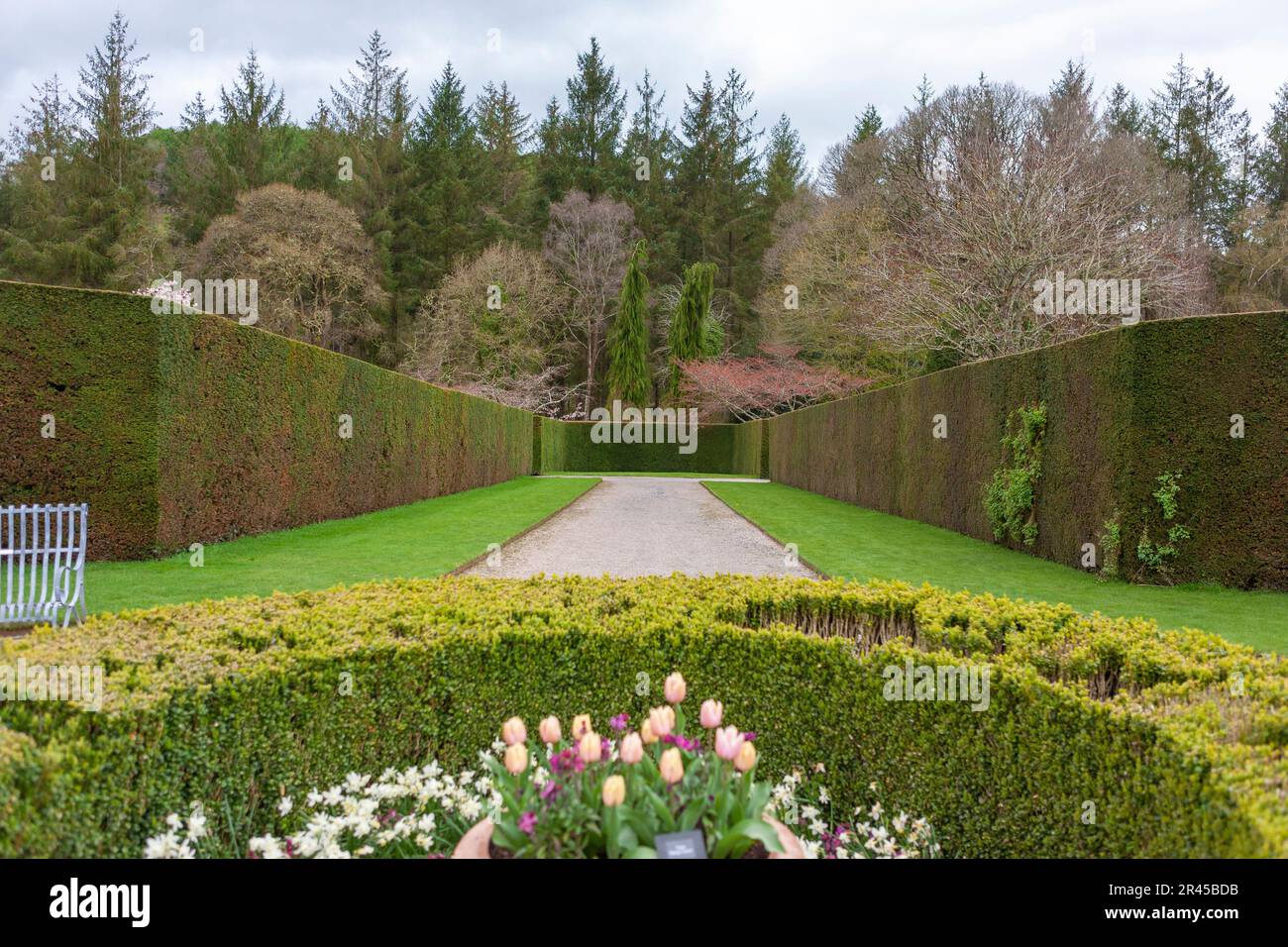 Tall yew hedging and lower box circle in the Long Border of the formal gardens: RHS Rosemoor, Devon, UK Stock Photo