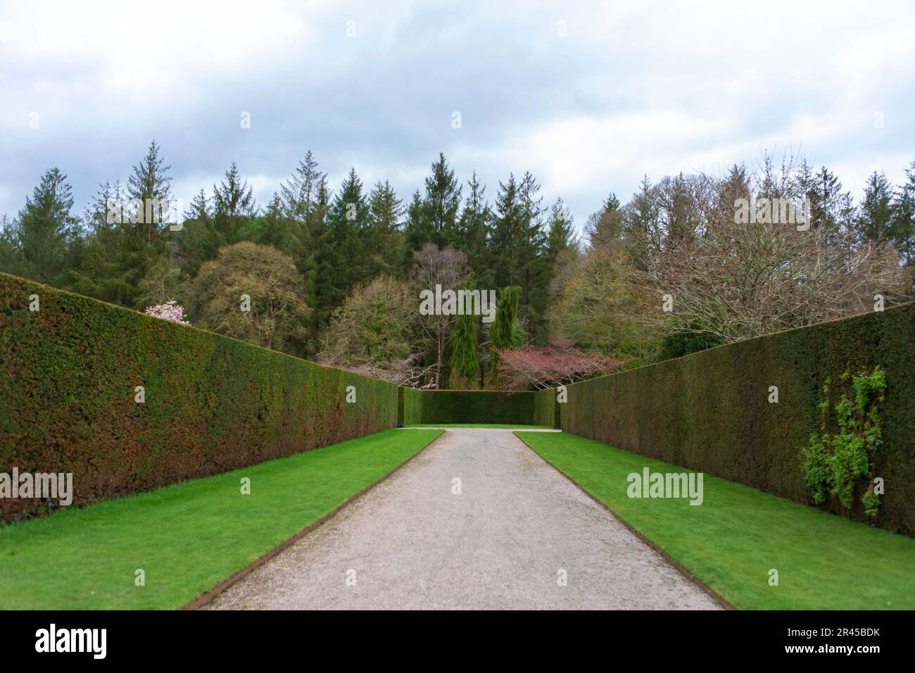 Tall neatly-trimmed yew hedges and grass lawns in the formal gardens at RHS Rosemoor, Devon, England, UK Stock Photo