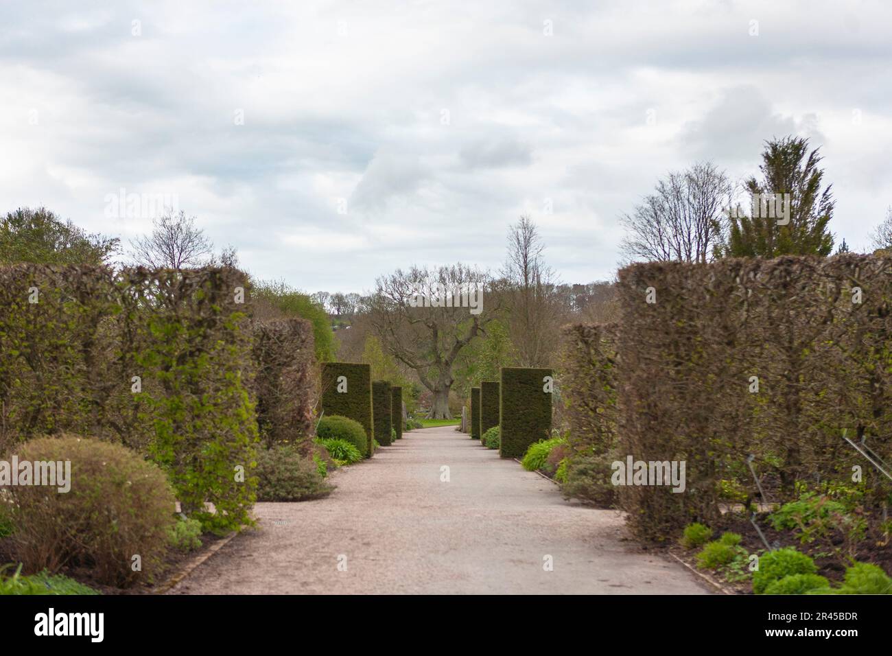 The Long Border in the formal gardens, with yew and hornbeam hedges: RHS Rosemoor, Devon, UK Stock Photo