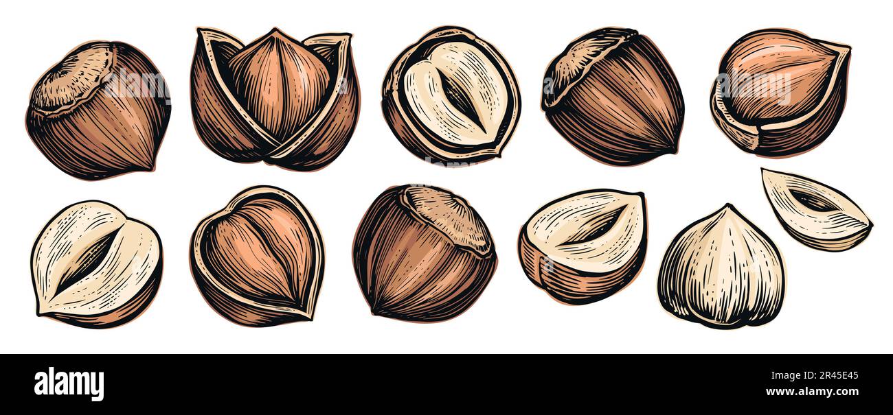 Set of hazelnuts isolated on white background. Whole nut in broken