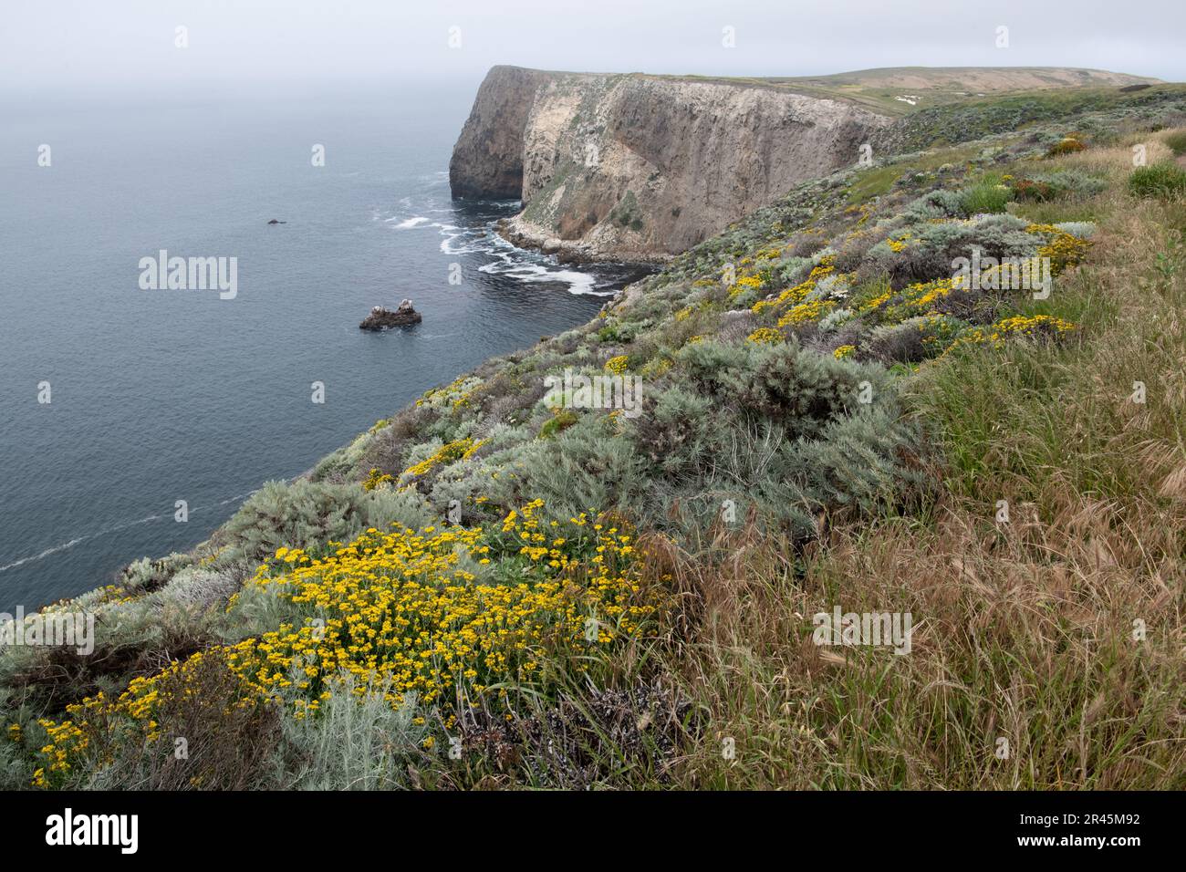 Seaside Woolly Sunflower, Eriophyllum staechadifolium, sage and other native plants form a community on the coastal cliffs in the Channel Islands park. Stock Photo