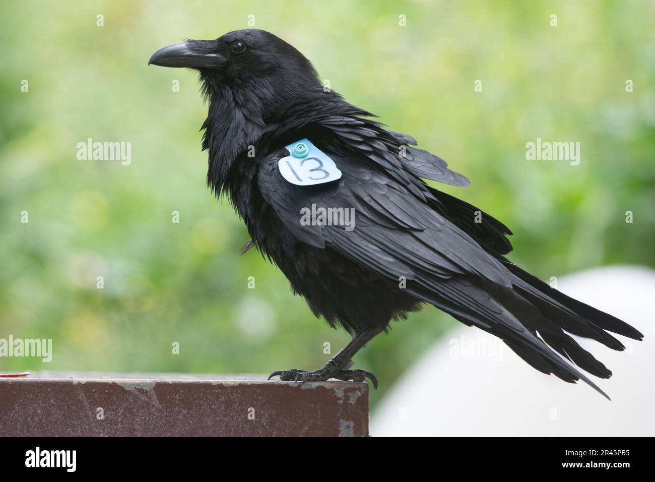 A common raven (Corvus corvax) with a wing tag in Channel islands National Park, California. Stock Photo
