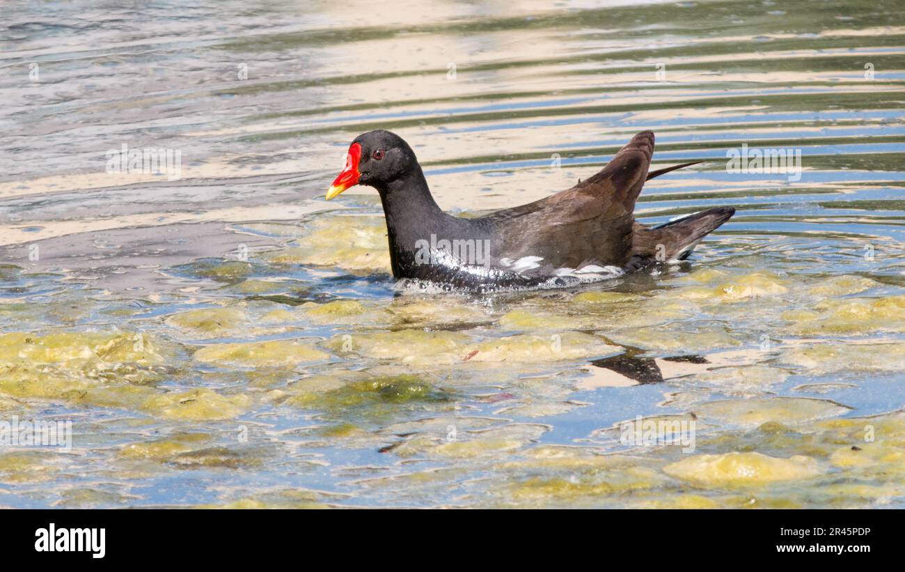 A Common moorhen is swimming in a body of water with its bright orange beak Stock Photo