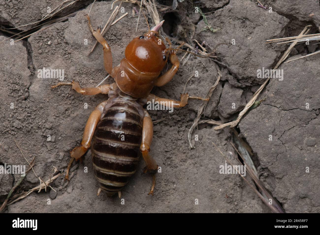 A jerusalem cricket (Ammopelmatus) an nocturnal insect from Santa Cruz island in the Channel islands National Park in California. Stock Photo