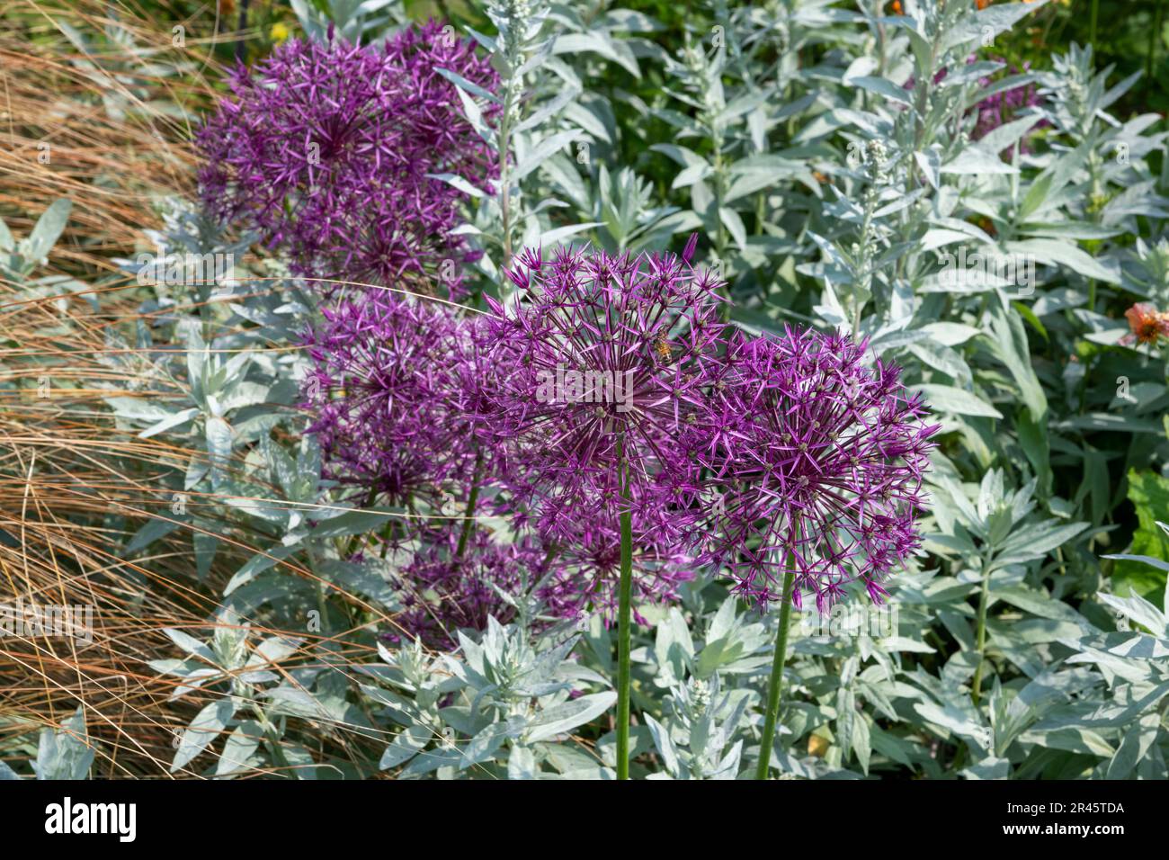 CLose up of purple Allium flowers with a background of silver leaved Artemisia Ludoviciana Valerie Finnis. Stock Photo