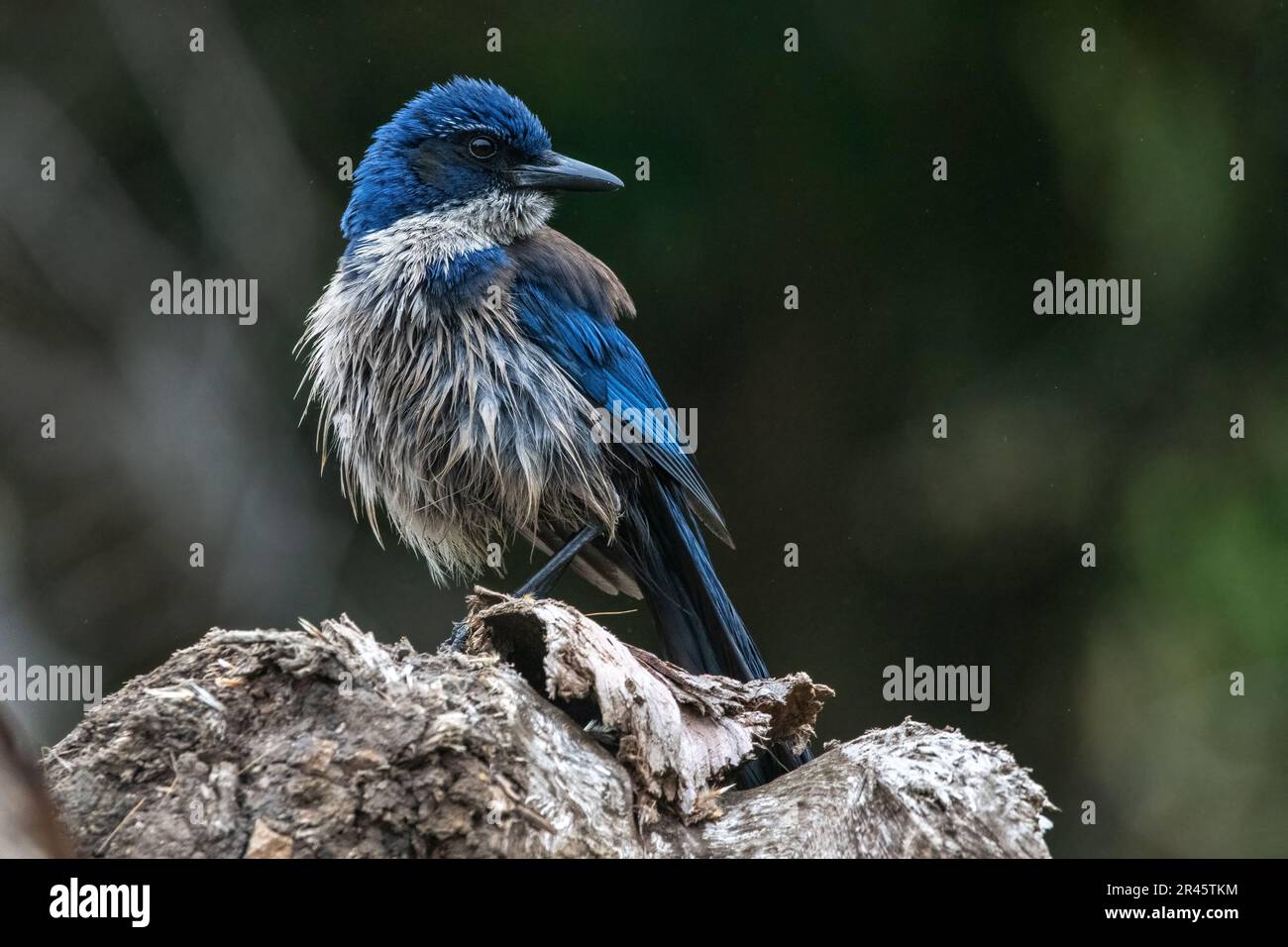 Island scrub jay, Aphelocoma insularis, a corvid bird species that is endemic to Santa Cruz Island in the Channel islands National park in California. Stock Photo