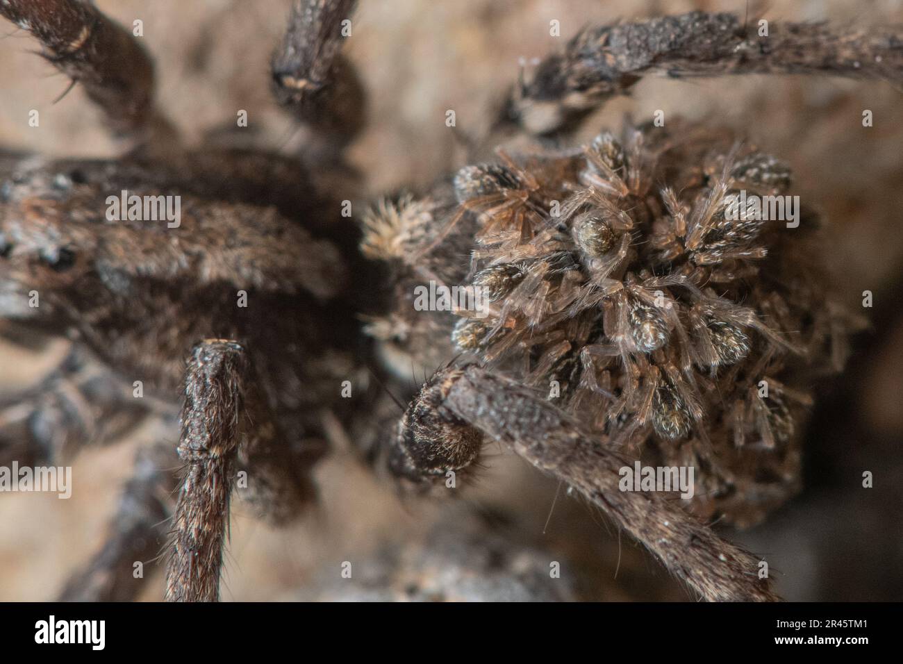 A wolf spider carries her offspring on her abdomen, the baby spiders hang on until they are old enough to go on their own. In Channel islands, CA. Stock Photo