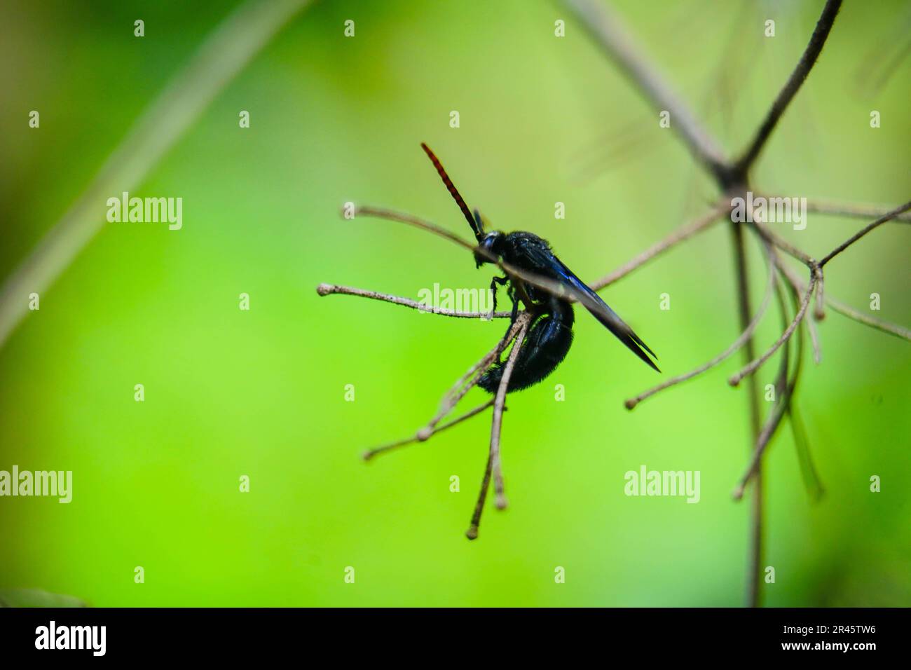 Sitting Pretty Insect Dark blue insect sitting on tiny branches against green background ...