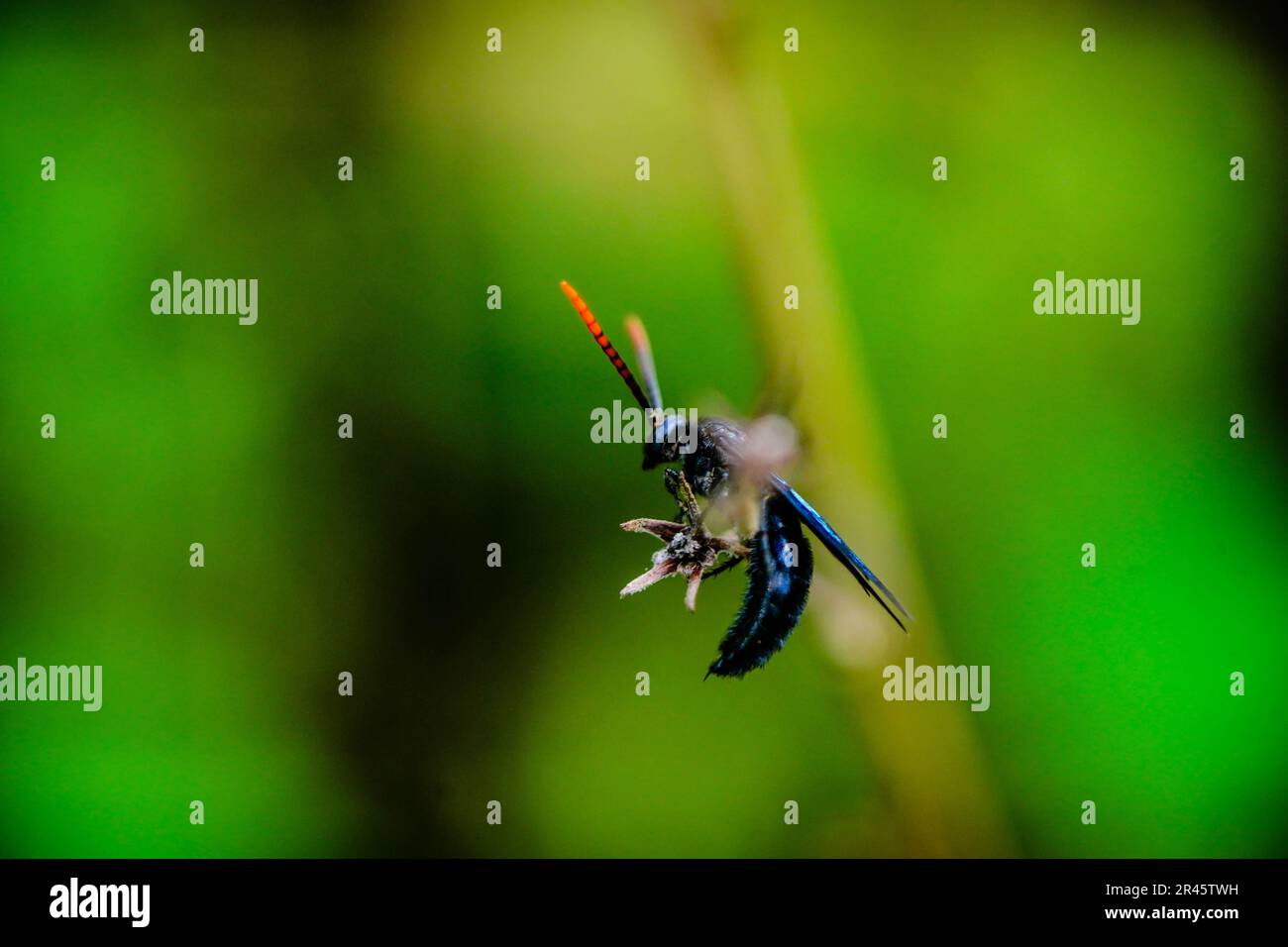 Dark blue insect sitting on tiny branches against green background ...