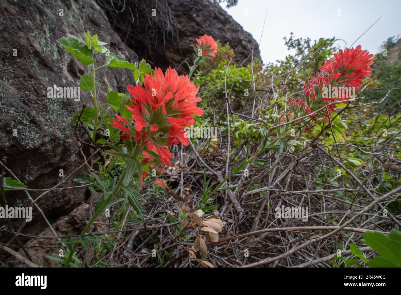 Coast Indian Paintbrush plant (Castilleja affinis) growing in a lush portion of Santa Cruz Island in the Channel Islands National Park, California. Stock Photo