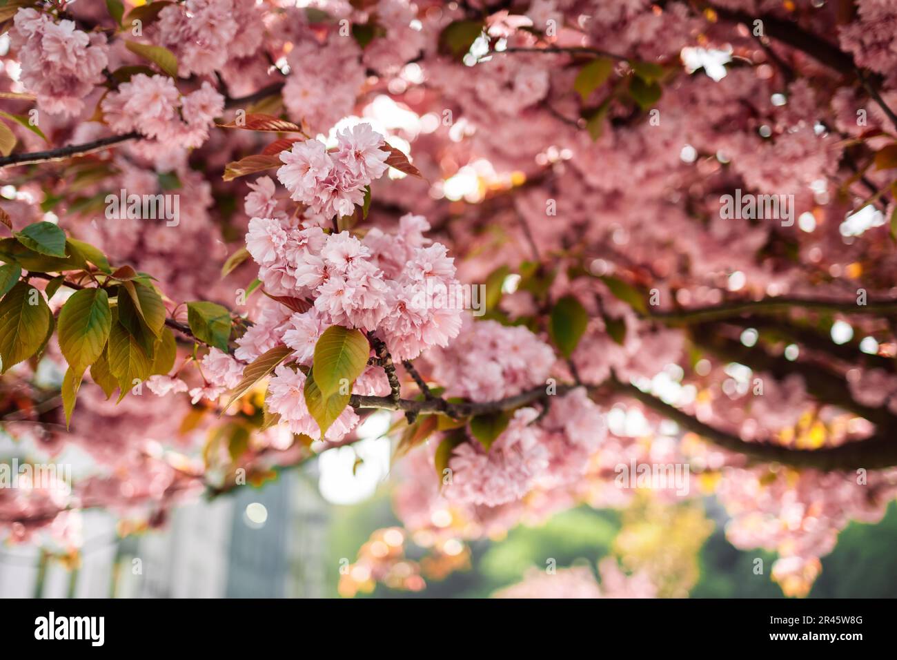 Spring Cherry blossoms, pink flowers in Krakow's old city Stock Photo
