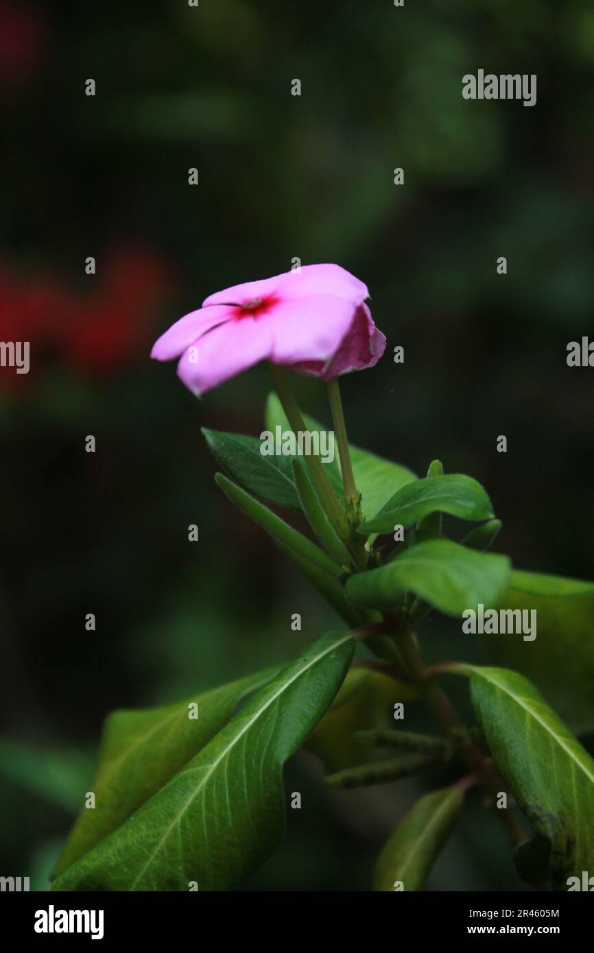 Full bloom atop tall hi-res stock photography and images - Alamy