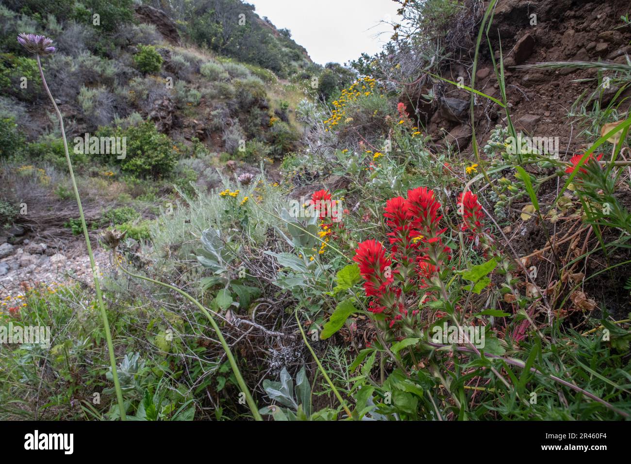 Coast Indian Paintbrush plant (Castilleja affinis) growing in a lush portion of Santa Cruz Island in the Channel Islands National Park, California. Stock Photo
