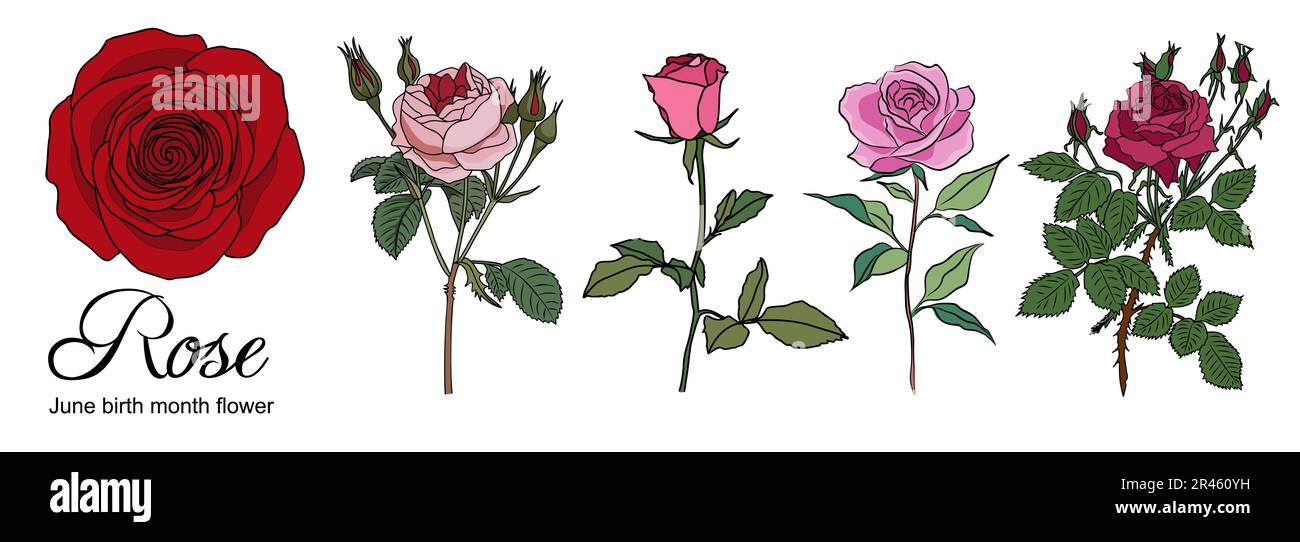 Rose June Birth month flower colorful vector set Stock Vector Image