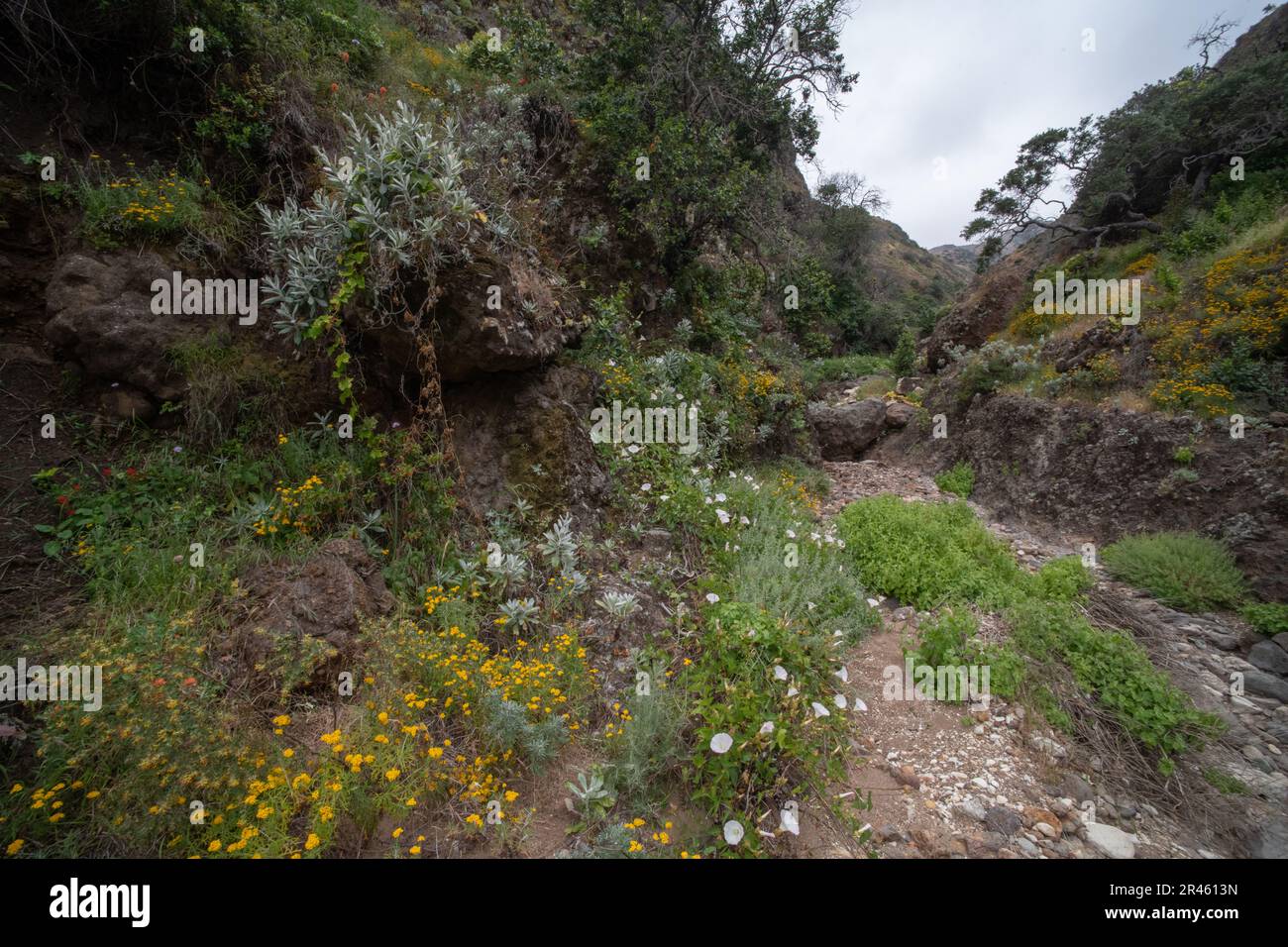 Wild flowers blooming on Santa Cruz island in the Channel islands National Park, Southern California, USA. Stock Photo