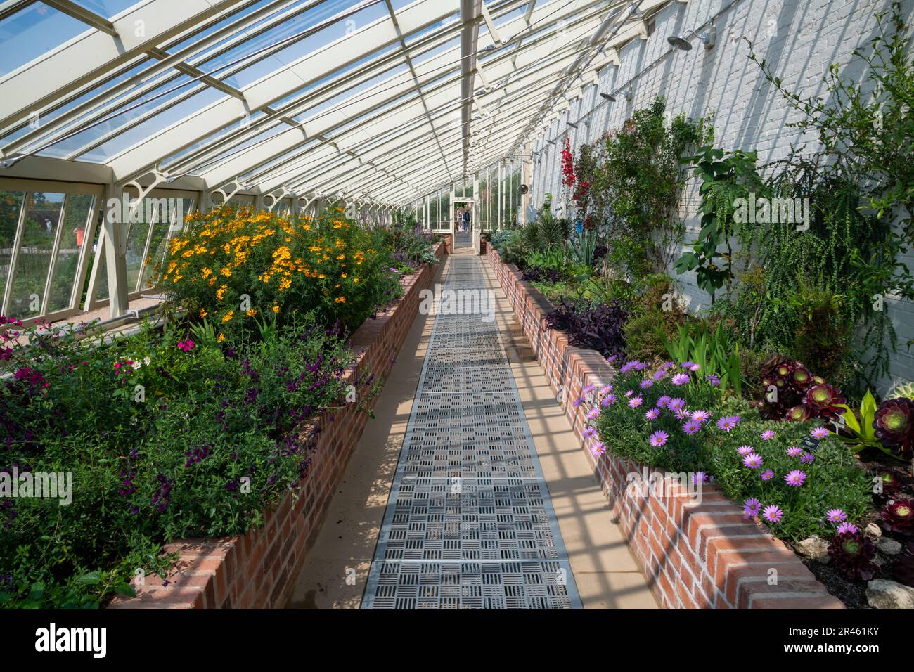 In the Glasshouse at RHS Bridgewater, Worsley Greater Manchester ...