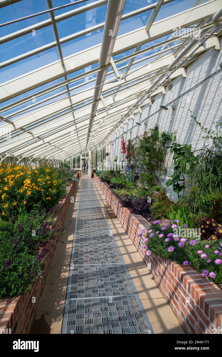 In the Glasshouse at RHS Bridgewater, Worsley Greater Manchester ...