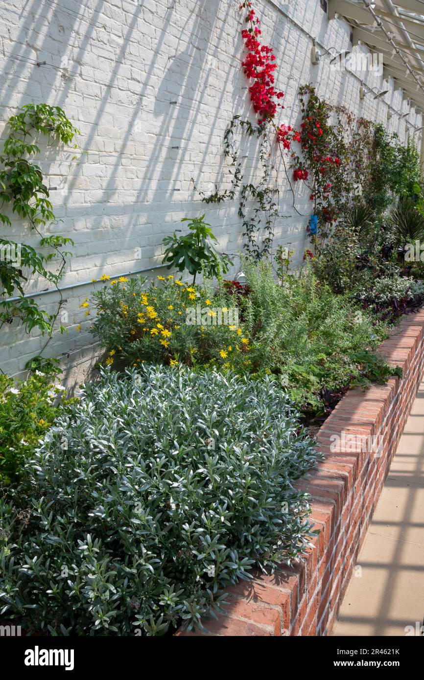 In the Glasshouse at RHS Bridgewater, Worsley Greater Manchester ...