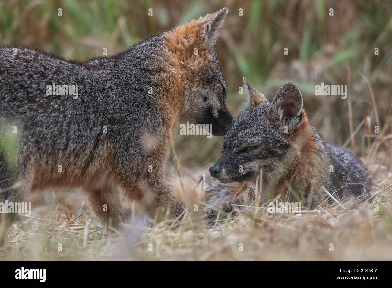 A pair of island foxes (Urocyon littoralis) grooming each other on Santa Cruz island in Channel islands National Park, California. Stock Photo