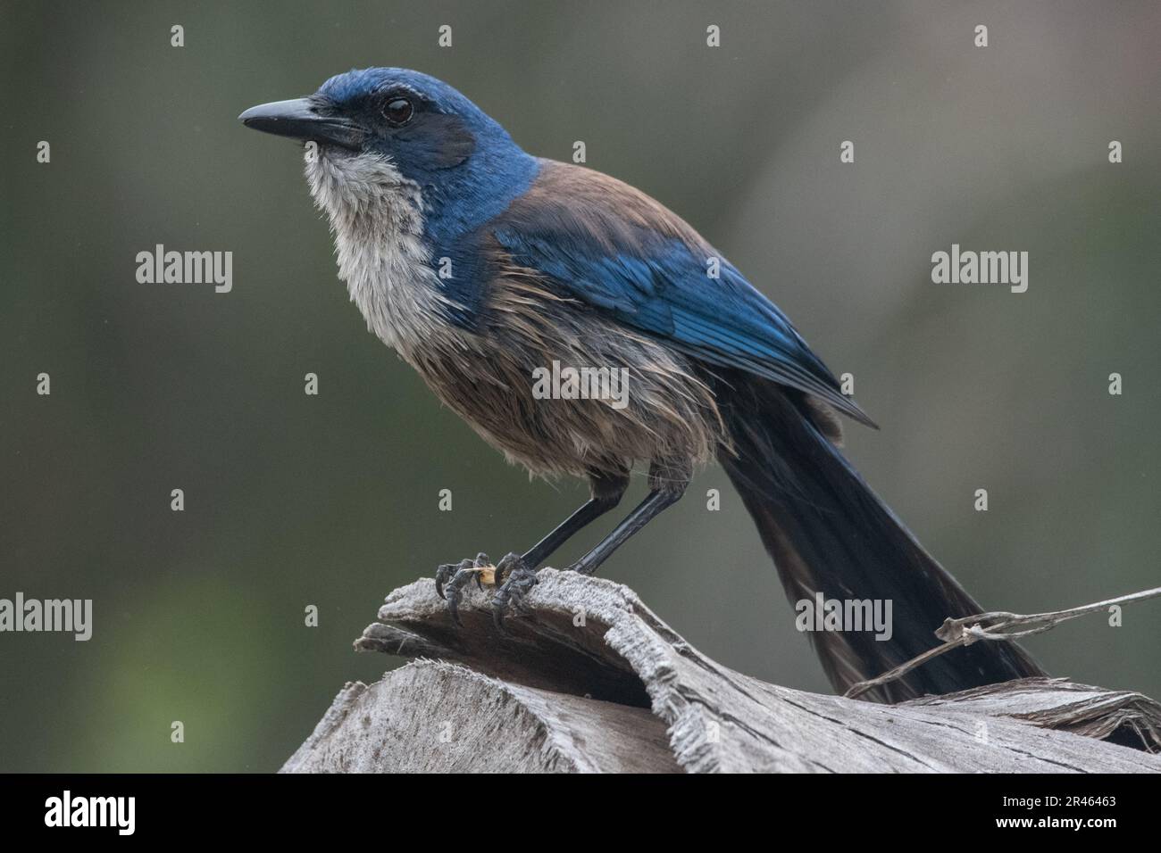 Island scrub jay, Aphelocoma insularis, a corvid bird species that is endemic to Santa Cruz Island in the Channel islands National park in California. Stock Photo
