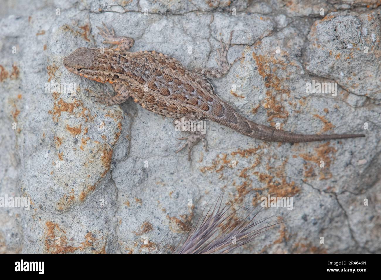 common side-blotched lizard (Uta stansburiana) basking on a rock on Santa Cruz Island in the Channel islands National park in California. Stock Photo