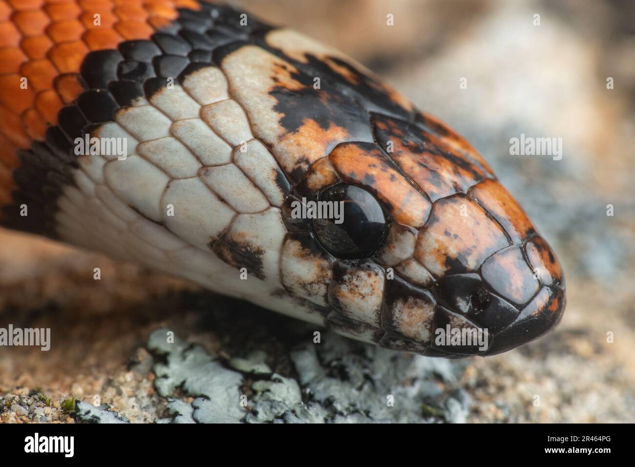 A California mountain kingsnake (Lampropeltis zonata) from the West Coast of North America - a colorful and beautiful harmless snake. Stock Photo