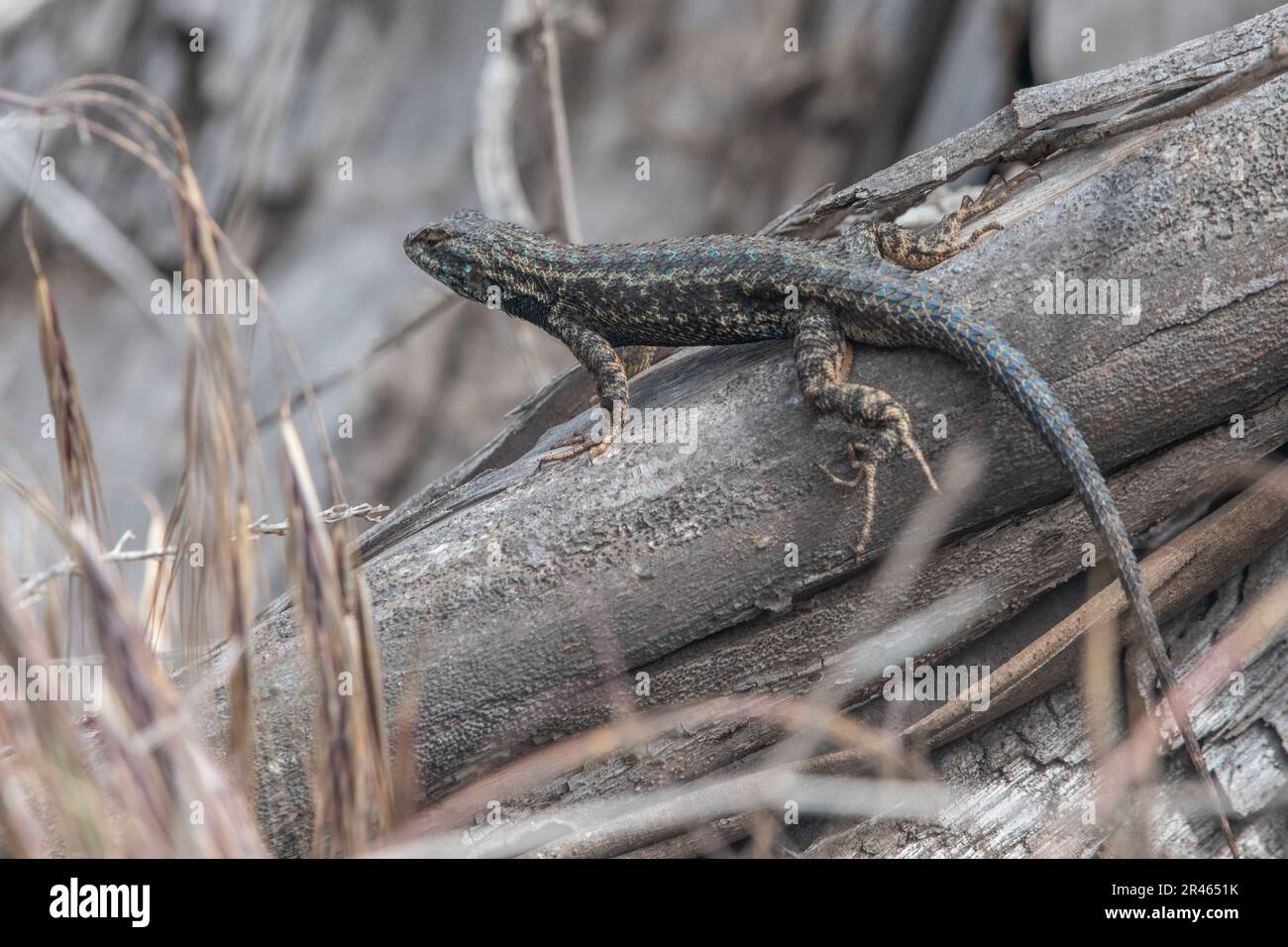 The island fence lizard, Sceloporus occidentalis becki, an endemic subspecies of reptile found on Santa Cruz island in Channel islands National Park. Stock Photo