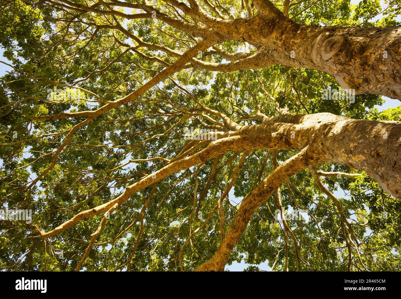 Red Mahogany tree (Khaya anthotheca), Kirstenbosch, Cape Town, South