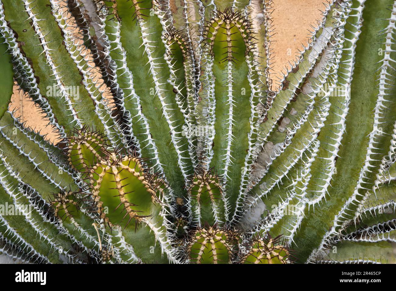 Spurge (Euphorbia avasmontana), Kirstenbosch, Cape Town, South Africa Stock Photo