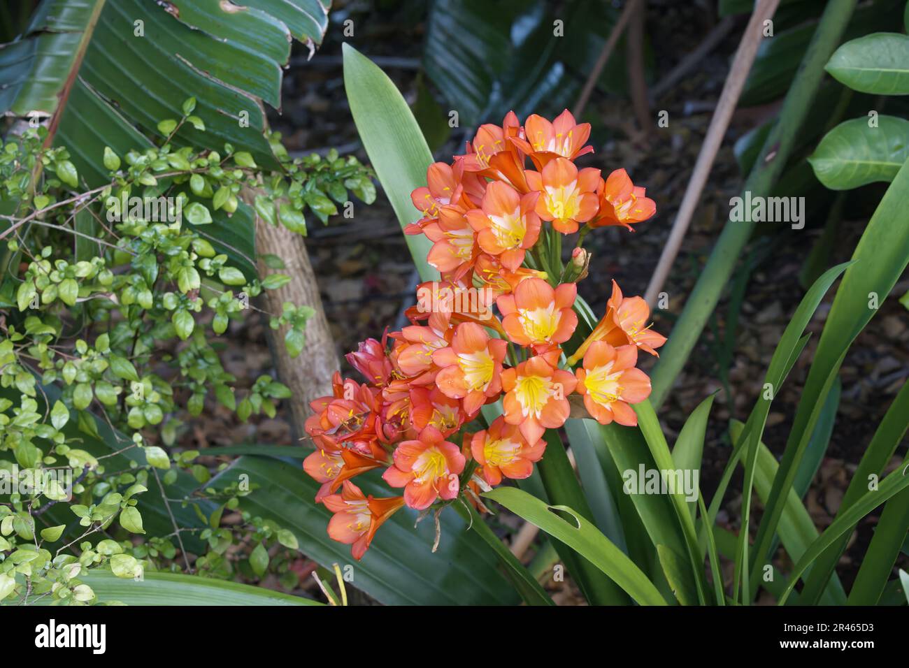 Natal lily (Clivia miniata), Kirstenbosch, Cape Town, South Africa Stock Photo