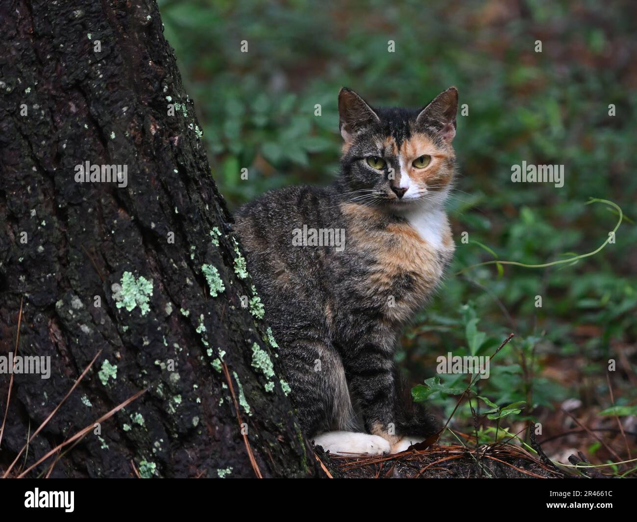 A calico cat in an outdoor setting looking at the camera Stock Photo ...