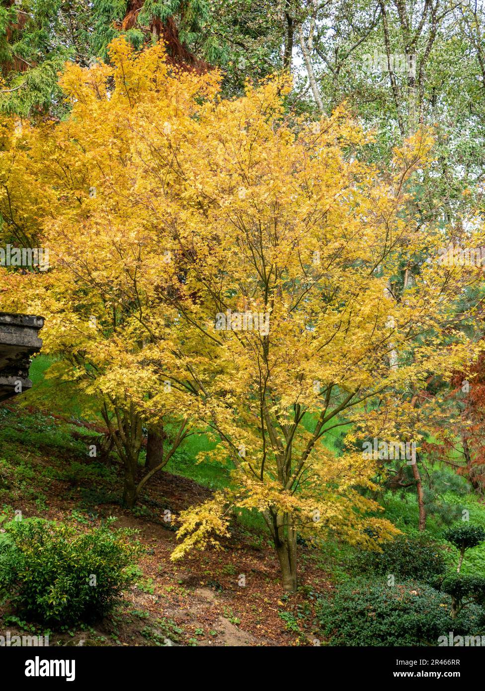 A lush green landscape featuring a tall tree standing in the center ...