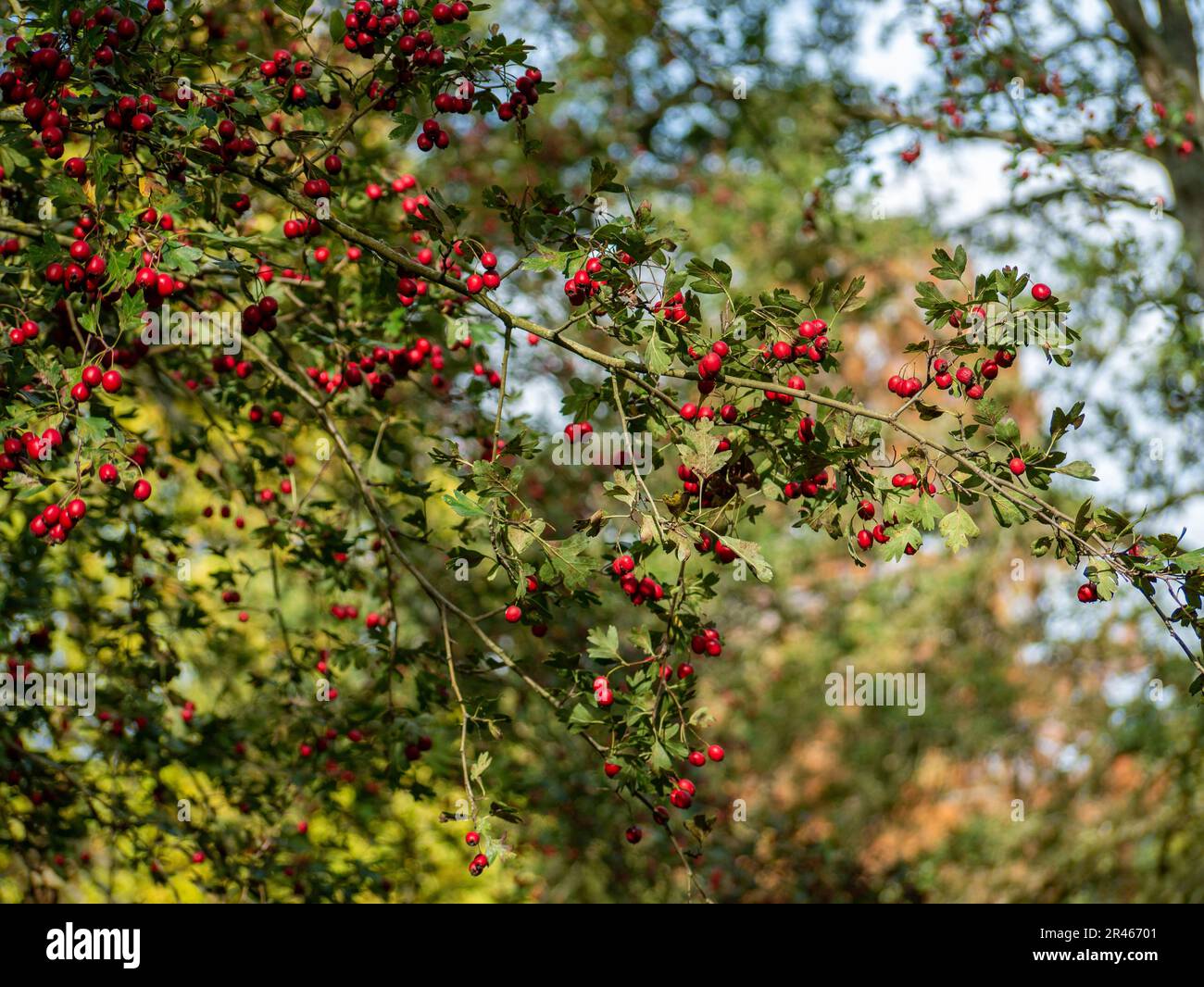 A tree branch with fresh green leaves and red berries against a ...