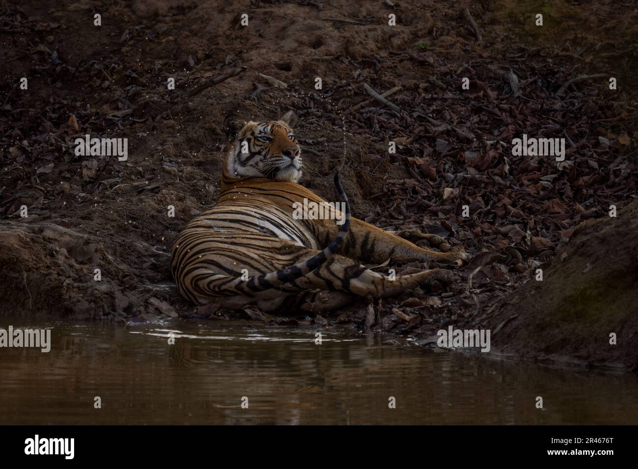 Bengal tiger lies flicking tail by waterhole Stock Photo - Alamy