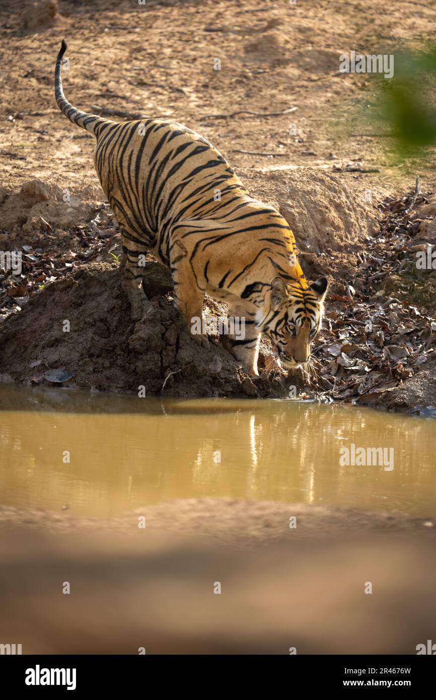 Bengal tiger crouches looking down at waterhole Stock Photo - Alamy