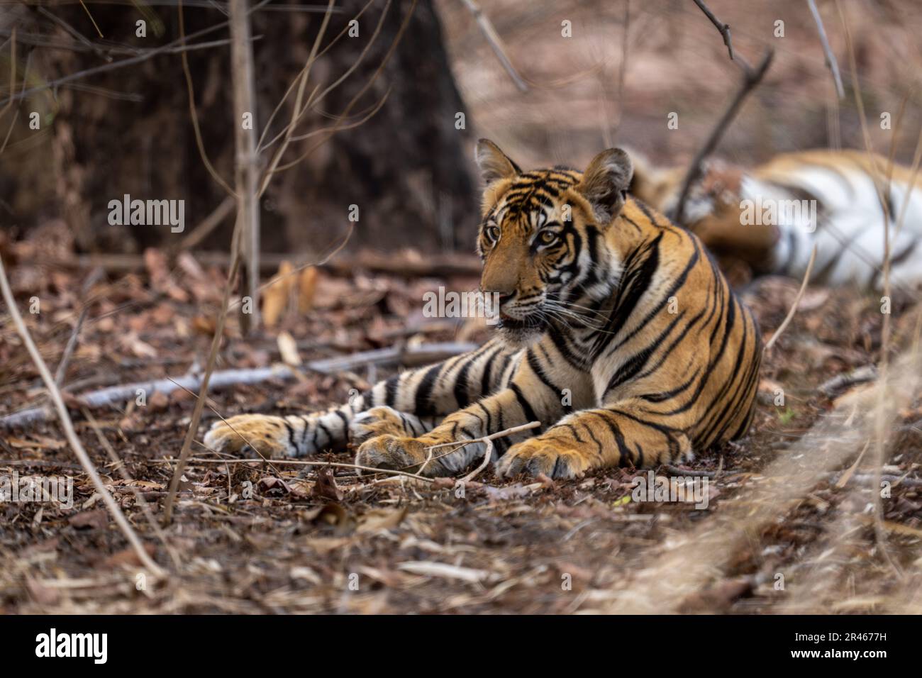Tiger Lie Two bengal tiger lying hi-res stock photography and images - Alamy
