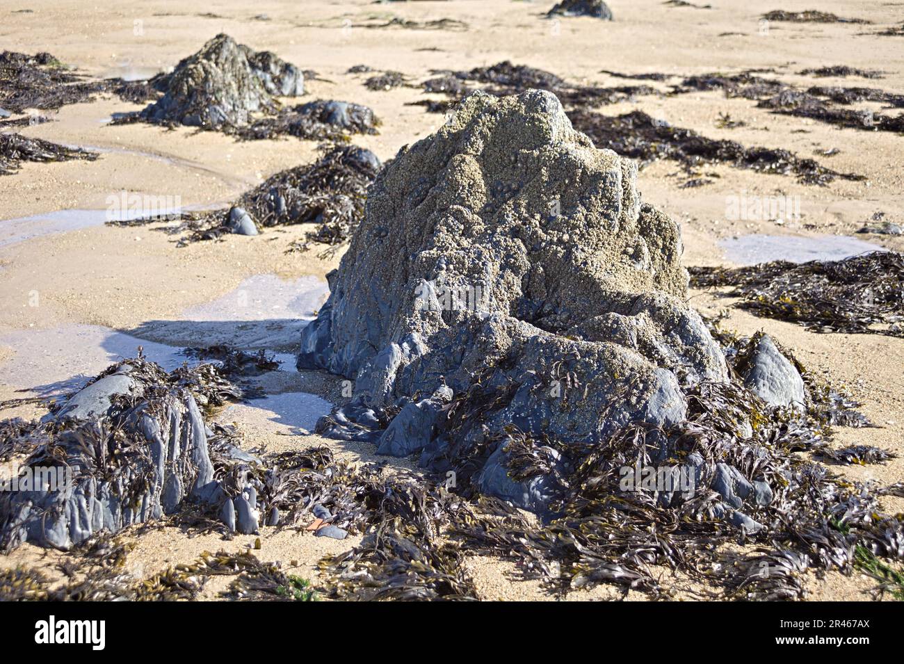 Barnacle covered rocks beach hi-res stock photography and images - Alamy