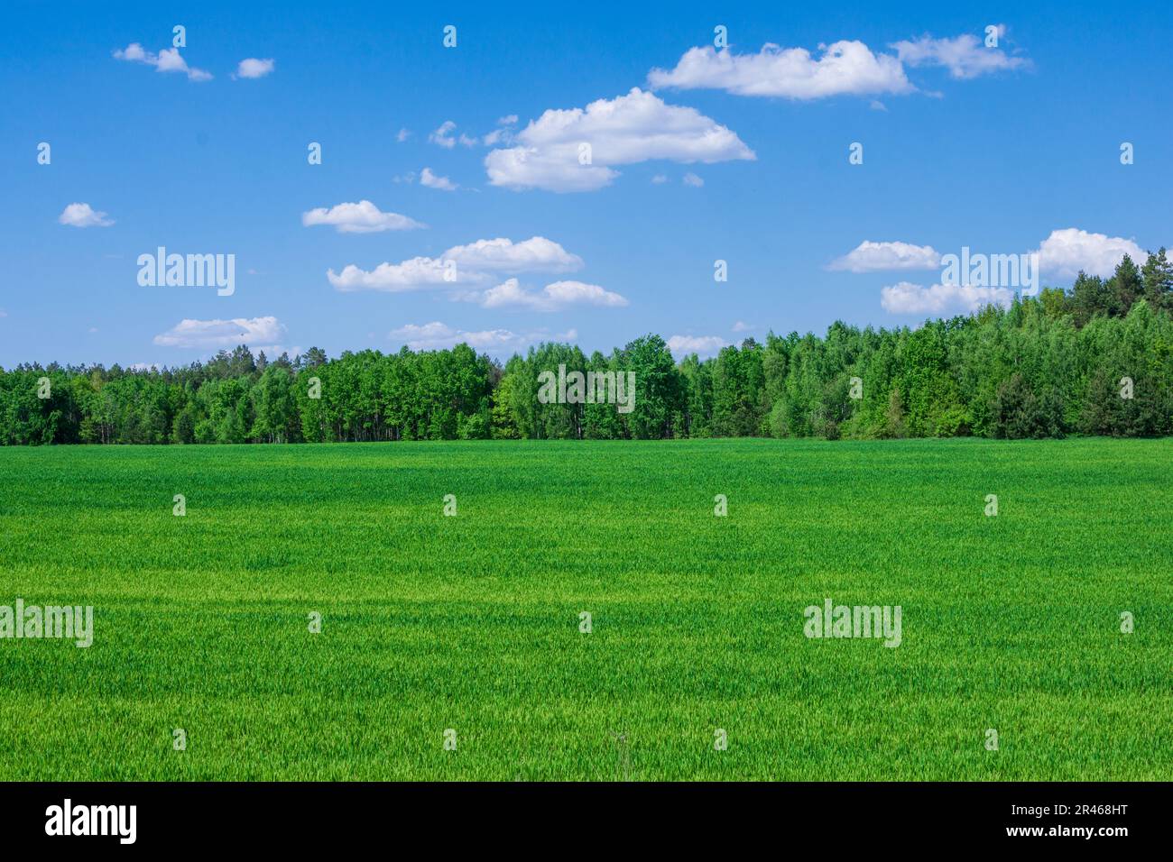 Green field og young wheat under blue sky near the forest Stock Photo