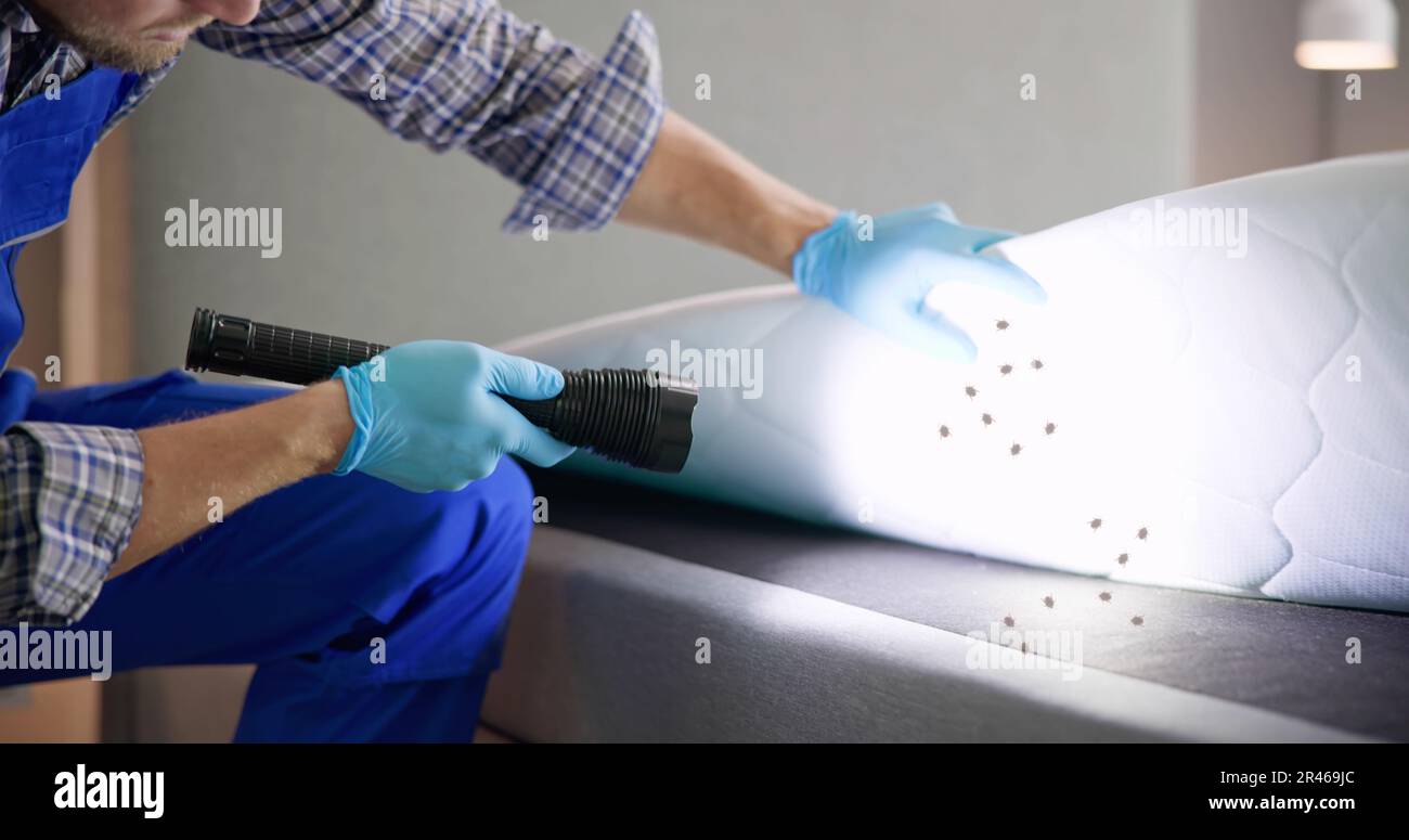 Beautiful view of Fumigation Services For Bed Bugs Extermination Services