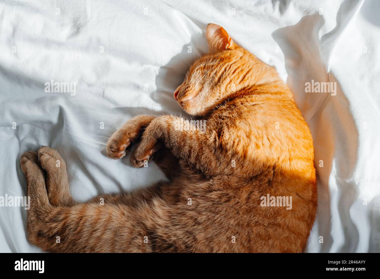 Cute ginger cat sleeps on the bed Stock Photo - Alamy