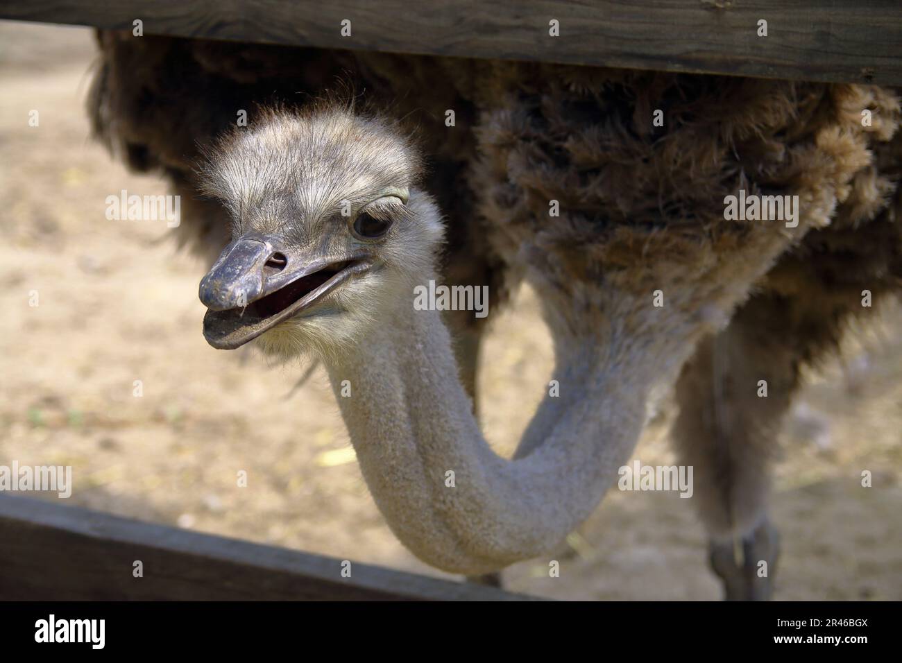 The photo was taken on an ostrich farm in the Odessa region. the picture  shows ostrich faces close-up Stock Photo - Alamy