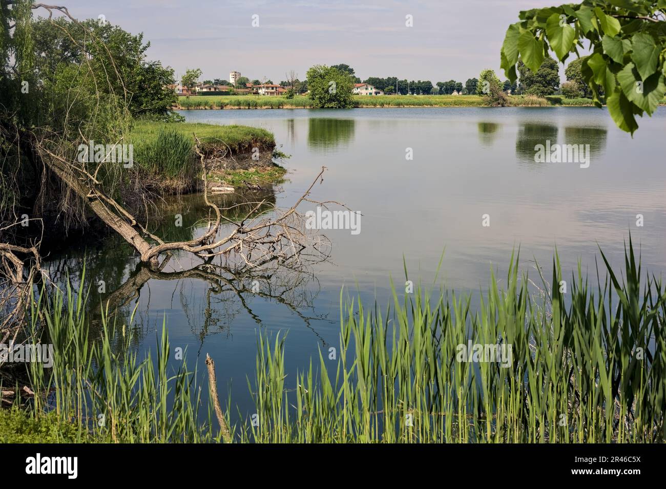 Trees by the edge of a basin and their reflections casted in the water ...