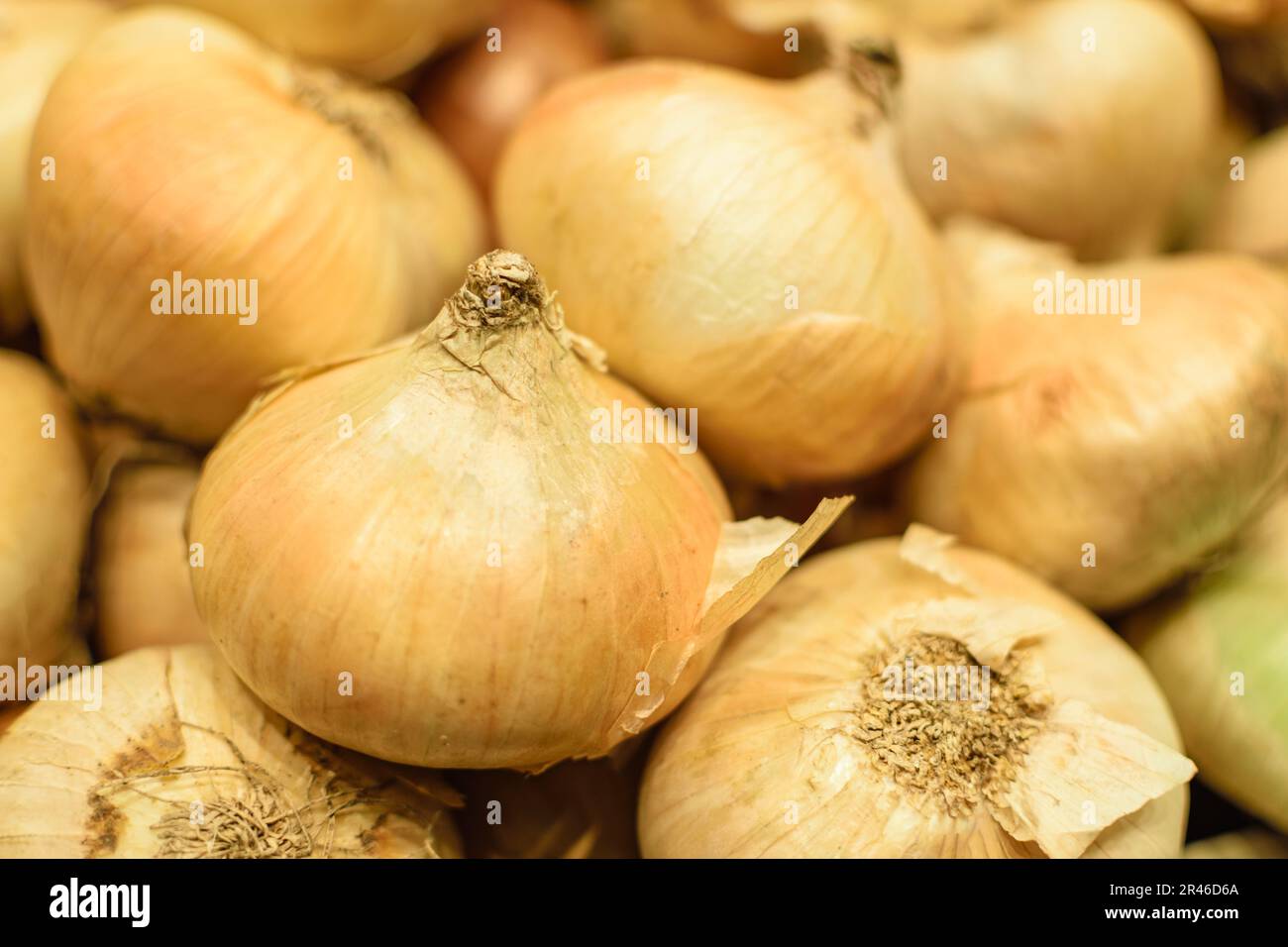 Mature onions hi-res stock photography and images - Alamy
